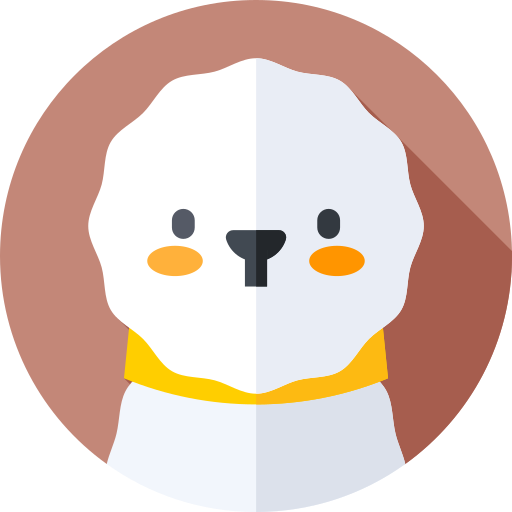 Bichon frise